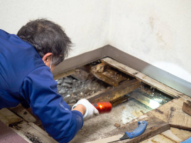 Best Localized Mold Remediation (e.g., coastal areas, humid climates) in Rockport, IN