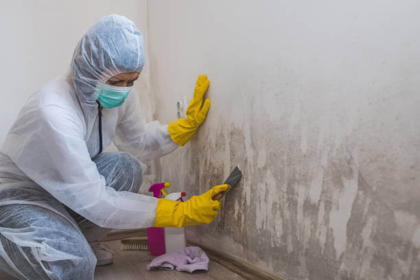 Best Bathroom Mold Remediation in Rockport, IN